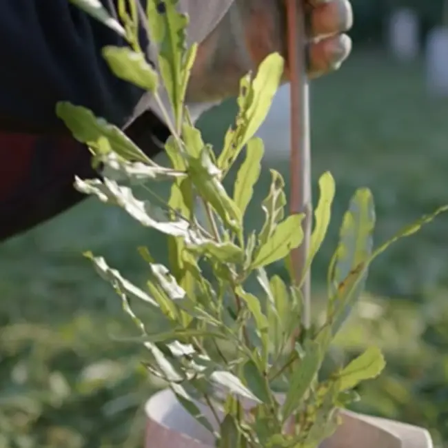 close up image of a tree being planted